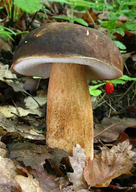  Image name: 194 Porcino.jpg 
 width: 570 pixel 
 height: 804 pixel 
 Size: 34465 bytes 
 Click to enlarge 